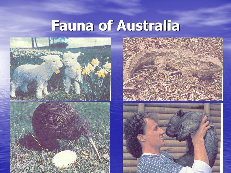 Fauna of Australia